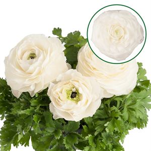 Afbeelding van Ranonkel P12 White